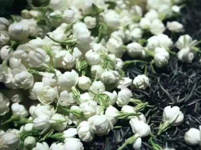 喝茶治口臭嗎，什么茶治口臭好？