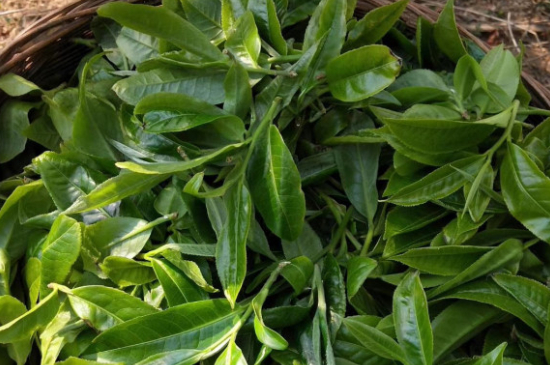 最耐泡的茶葉排名，什么茶葉經(jīng)久耐泡？