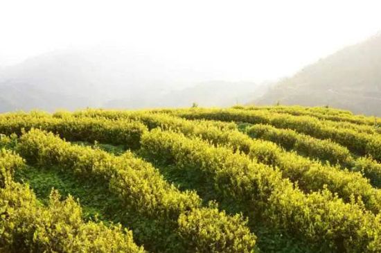 黃金茶的功效及禁忌癥，黃金茶有什么副作用嗎？