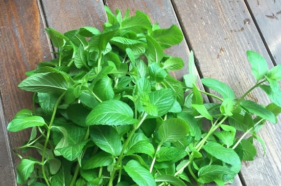 薄荷茶的功效與作用，喝薄荷茶有什么好處？