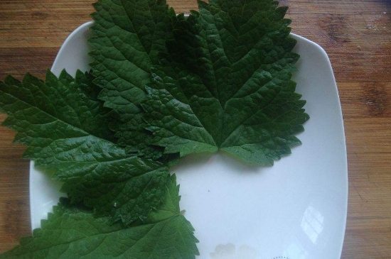 薄荷茶的功效與作用，喝薄荷茶有什么好處？