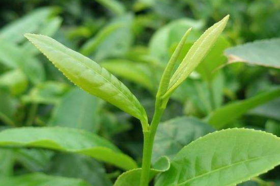 最耐泡的茶葉排名，什么茶葉經(jīng)久耐泡？