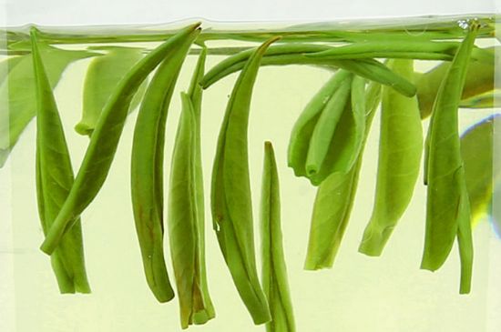 雀舌茶什么人不能喝，雀舌茶的功效與禁忌