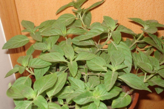 薄荷茶的功效與作用，喝薄荷茶有什么好處？