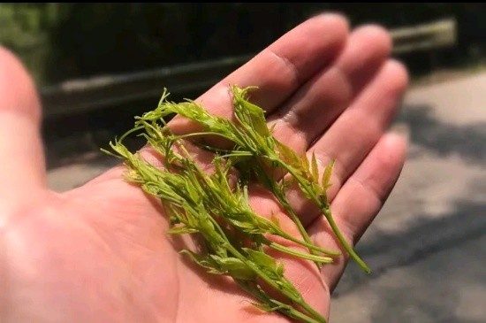 張家界茅巖莓茶與藤茶是同一種茶嗎，藤茶跟莓茶一不一樣？