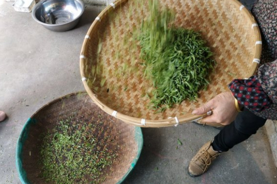 炒青茶為什么便宜，炒青綠茶好喝嗎？