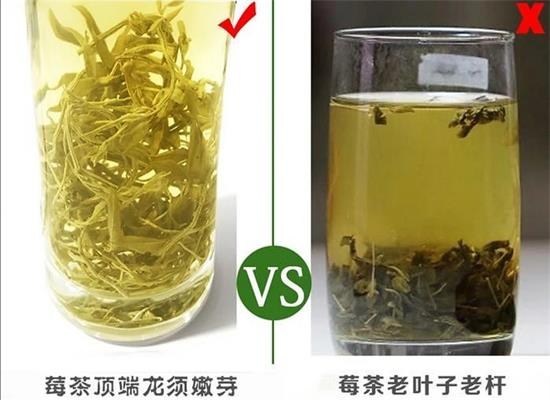 張家界茅巖莓茶與藤茶是同一種茶嗎，藤茶跟莓茶一不一樣？