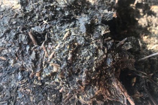 茯茶可以放在冰箱里存放嗎，茯磚茶如何儲(chǔ)存？