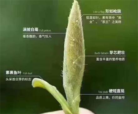 春茶季怎么辨別白毫銀針的好壞，好的白毫銀針如何選購？