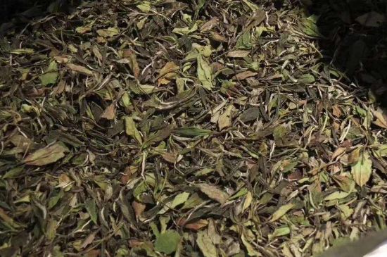陳茶還是新茶好，茶葉是新茶好喝還是陳茶好喝