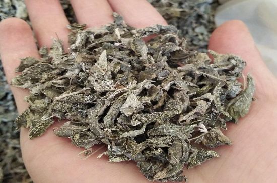 張家界莓茶真假對(duì)比，野生莓茶的鑒別方法