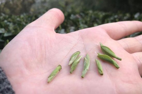 春茶季怎么辨別白毫銀針的好壞，好的白毫銀針如何選購？