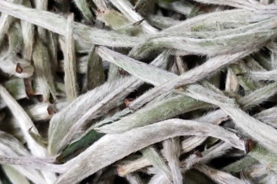春茶上市白茶的好壞怎么區(qū)分，春白茶怎么分辨好不好？