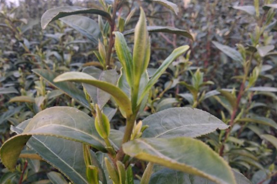 家庭如何保存碧螺春茶葉，蘇州洞庭碧螺春綠茶怎么保存？