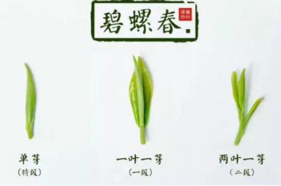 真假碧螺春泡水后區(qū)別，蘇州洞庭碧螺春怎樣鑒別好壞？