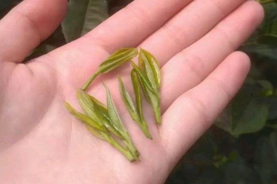 炒青茶為什么便宜，炒青綠茶好喝嗎？