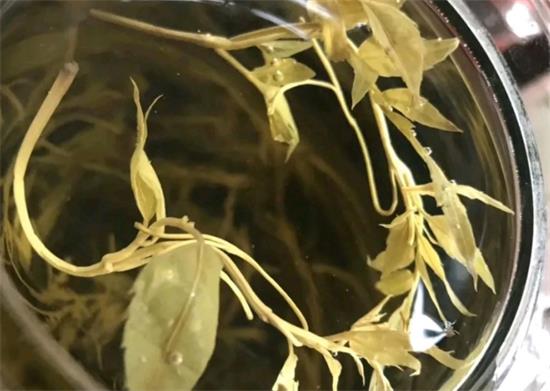 張家界茅巖莓茶與藤茶是同一種茶嗎，藤茶跟莓茶一不一樣？