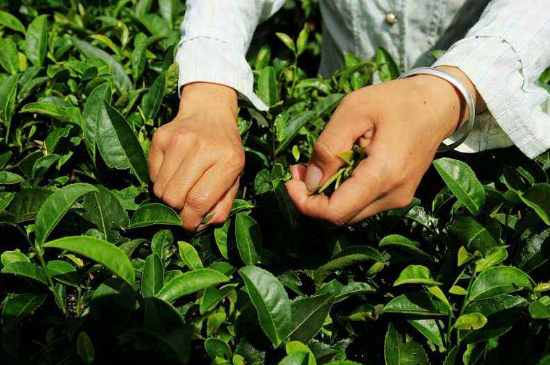 采茶的方法與步驟，如何正確采摘茶葉？