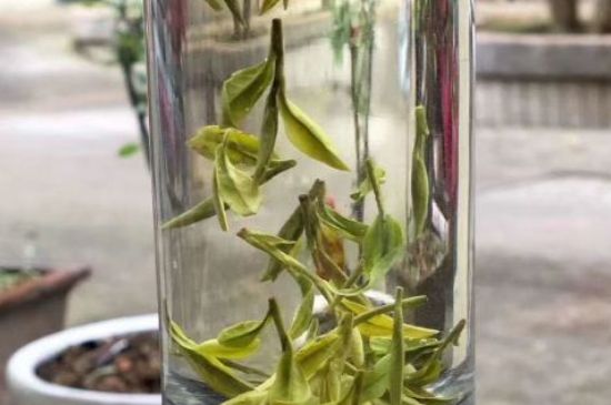 蒸汽煮茶器適合什么茶，蒸汽煮茶器適合用綠茶嗎？