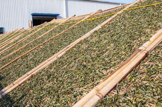 武夷巖茶的初制、精制加工工藝詳細(xì)講解