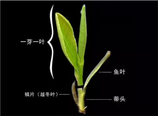 摘茶葉最快的方法，采摘茶葉怎么才能快？