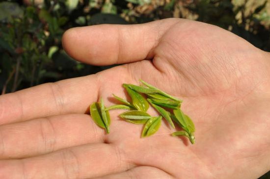 木魚石茶壺適合泡什么茶，木魚石泡啥茶好
