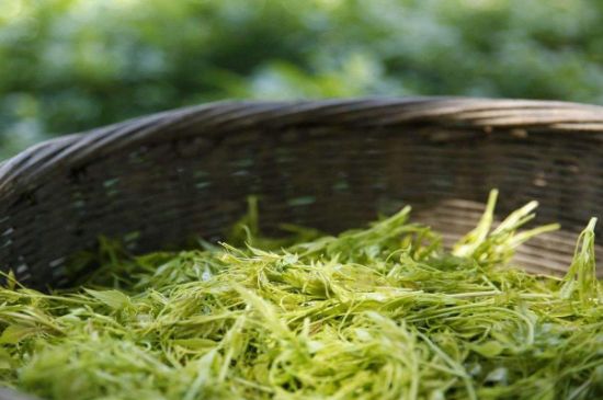 茅巖莓茶加工工藝，莓茶的工藝制作過程