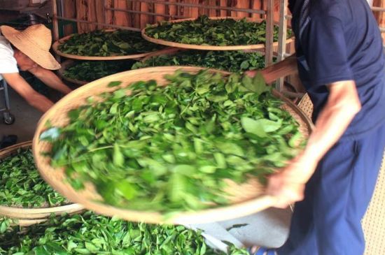 武夷巖茶的初制、精制加工工藝詳細(xì)講解