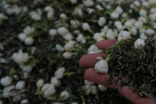 茉莉茶的種類和等級，茉莉花茶的分類