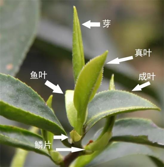 摘茶葉最快的方法，采摘茶葉怎么才能快？