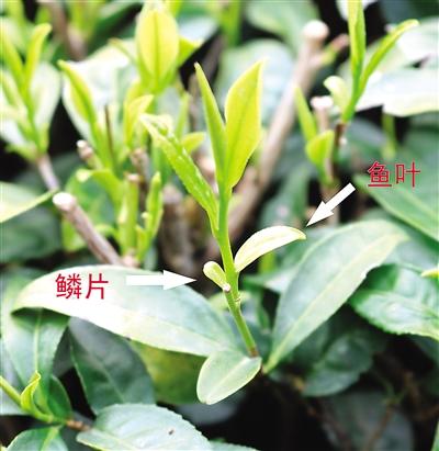 摘茶葉最快的方法，采摘茶葉怎么才能快？