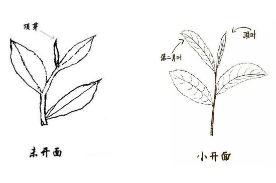 武夷巖茶的初制、精制加工工藝詳細(xì)講解