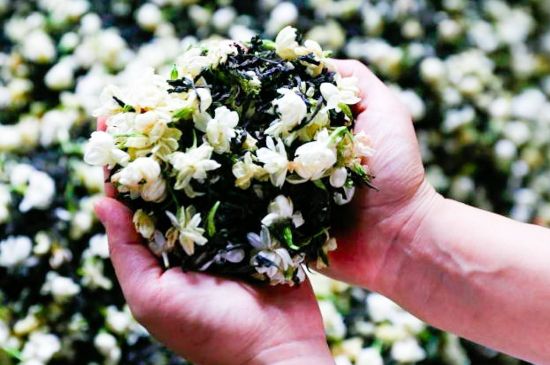 茉莉花和什么在一起喝好，茉莉花喝什么茶搭配？