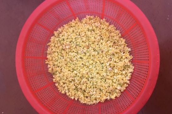 干桂花茶的制作方法，怎樣自制桂花茶？