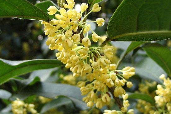 干桂花茶的制作方法，怎樣自制桂花茶？