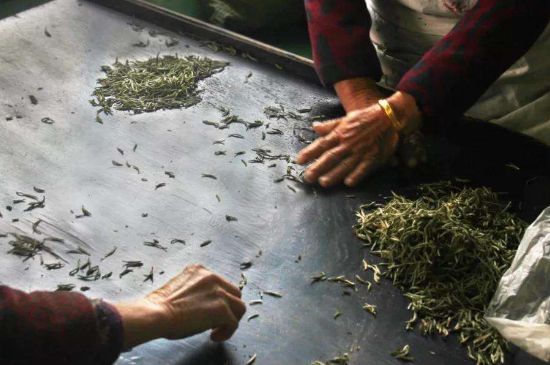 武夷巖茶的初制、精制加工工藝詳細(xì)講解