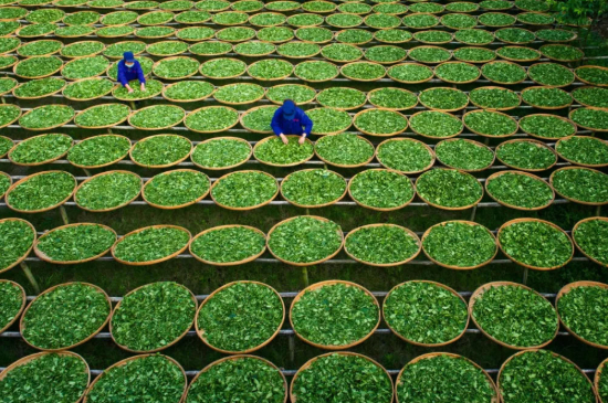 綠茶加工工藝流程圖，綠茶的加工制作包含哪幾個(gè)步驟？