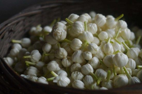 茉莉花茶與什么相克，茉莉花搭配禁忌
