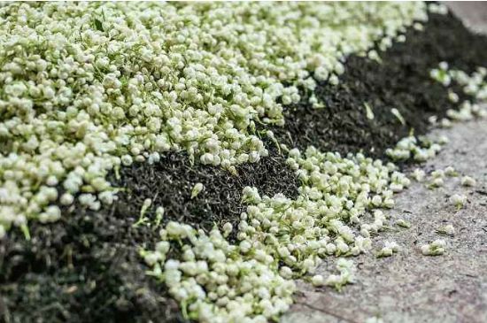 茉莉茶葉的功效與禁忌，什么人不適合喝茉莉花茶？