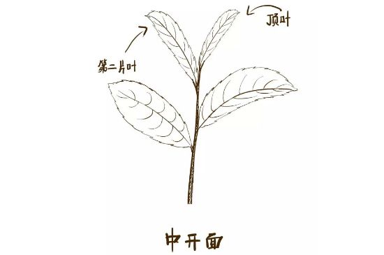 武夷巖茶的初制、精制加工工藝詳細(xì)講解
