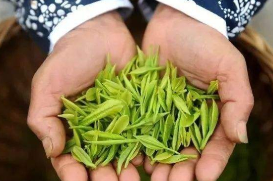 摘茶葉最快的方法，采摘茶葉怎么才能快？