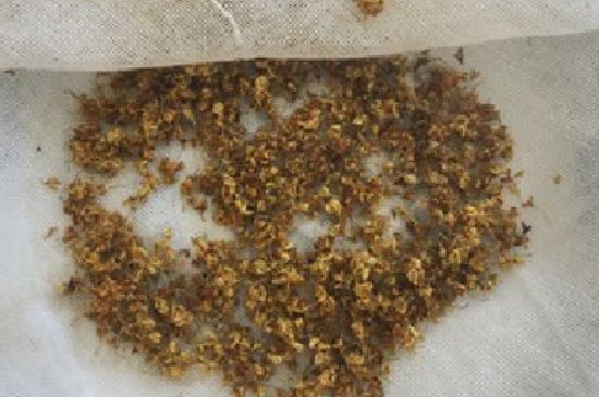 干桂花茶的制作方法，怎樣自制桂花茶？