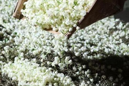 茉莉茶葉的功效與禁忌，什么人不適合喝茉莉花茶？