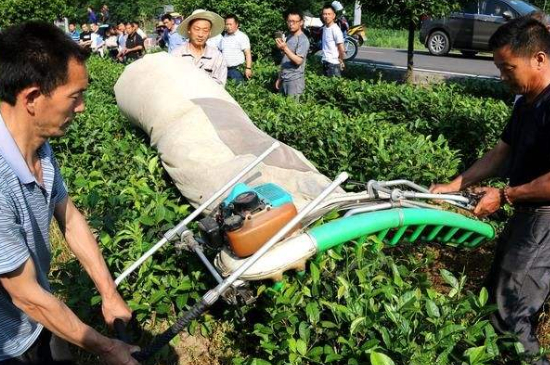 采茶的方法與步驟，如何正確采摘茶葉？