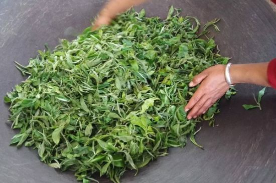龍井茶炒茶葉怎么炒出好茶色，茶葉怎樣做出來(lái)最綠？