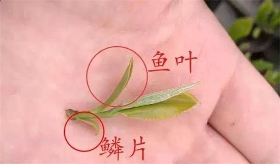 摘茶葉最快的方法，采摘茶葉怎么才能快？