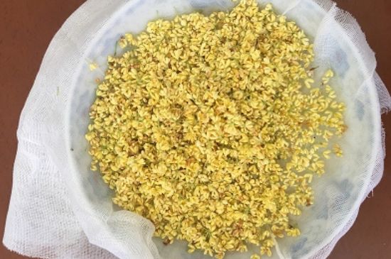 干桂花茶的制作方法，怎樣自制桂花茶？