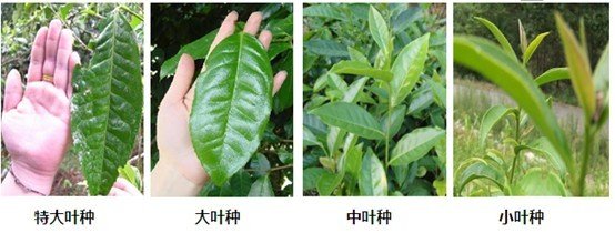 摘茶葉最快的方法，采摘茶葉怎么才能快？