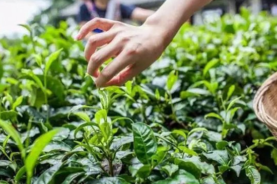 綠茶加工工藝流程圖，綠茶的加工制作包含哪幾個(gè)步驟？