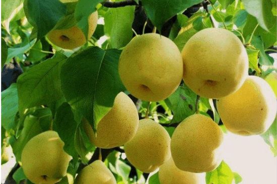 一把真正的本山綠泥壺最低多少錢(qián)，什么價(jià)格能買(mǎi)到本山綠泥紫砂壺？